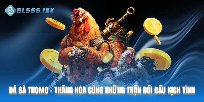 Đá gà Thomo tại BL555